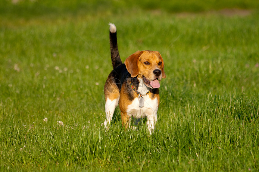 Beagle 狗狗喜悦水平毛皮爪子宠物犬类哺乳动物猎犬动物乐趣图片