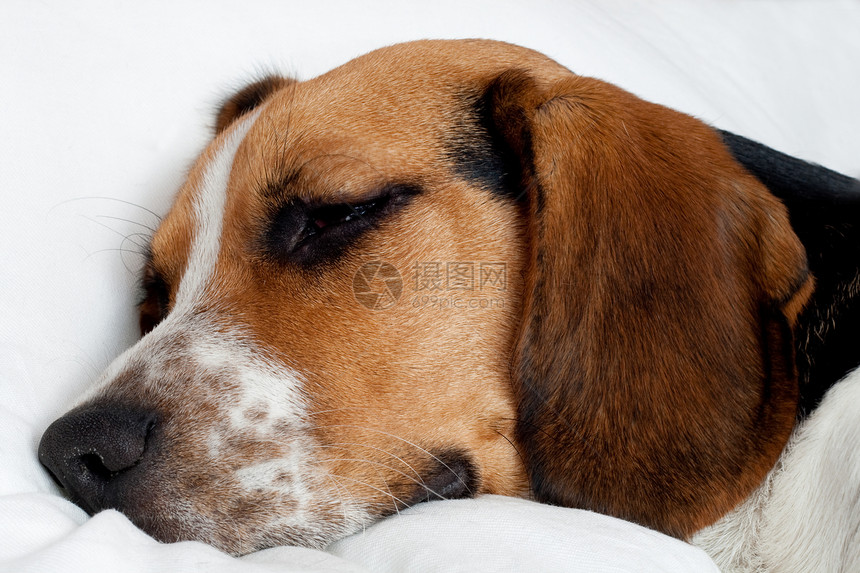 睡着的三彩小狗哺乳动物宠物水平耳朵猎犬睡眠三色白色鼻子毛皮图片