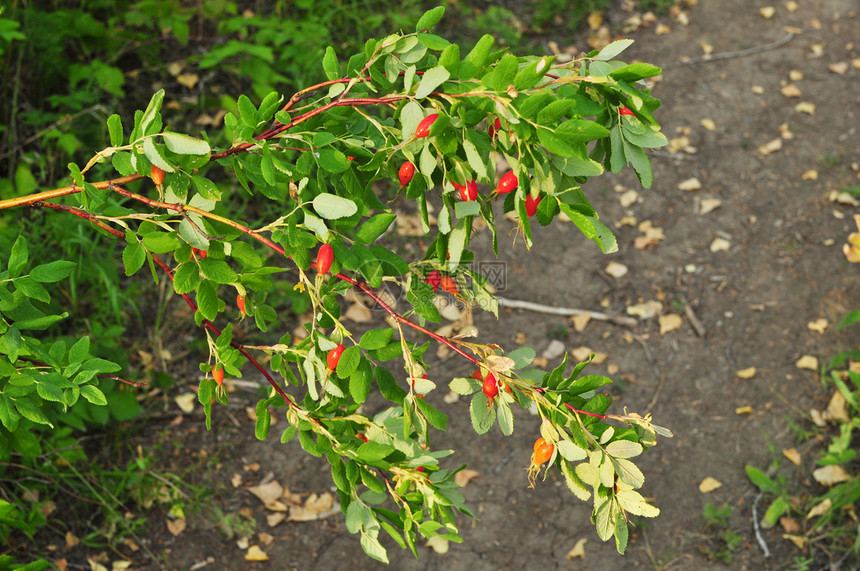 成熟浆果树枝季节叶子食物绿色植物学衬套红色植物人医疗荒野图片