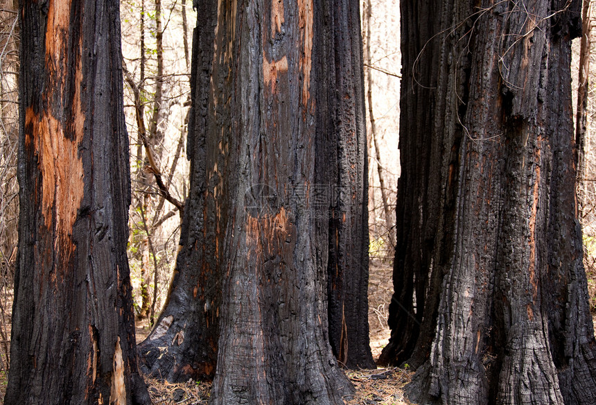 森林火灾后烧焦的树木余烬危险绿色黑色橙子环境树干野火骨灰植物图片