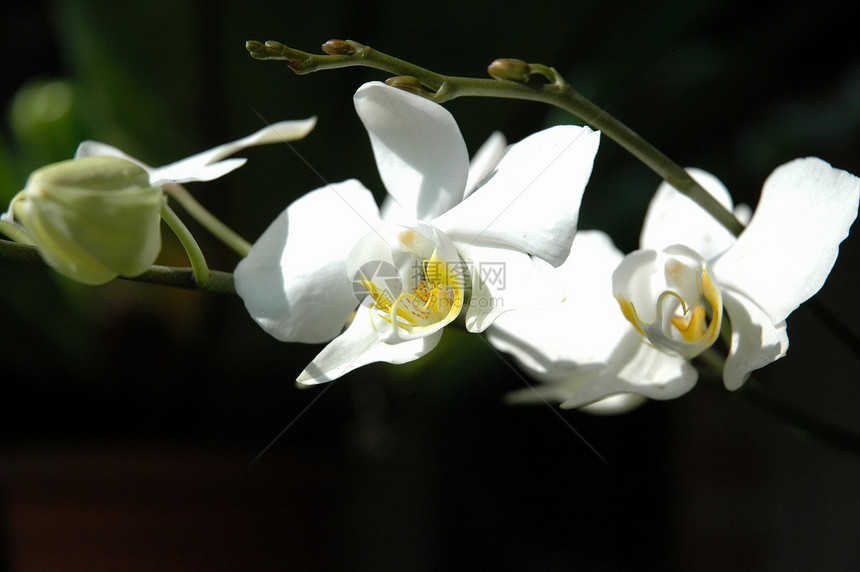 白兰花美丽植物学白色花朵兰花热带植物图片