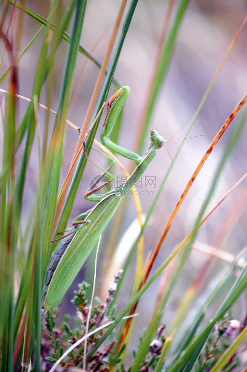 祈祷打猎螳螂掠夺性宏观昆虫危险捕食者荒野绿色动物图片