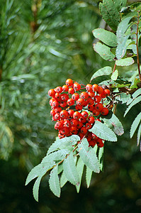 罗万莓树木浆果背景图片