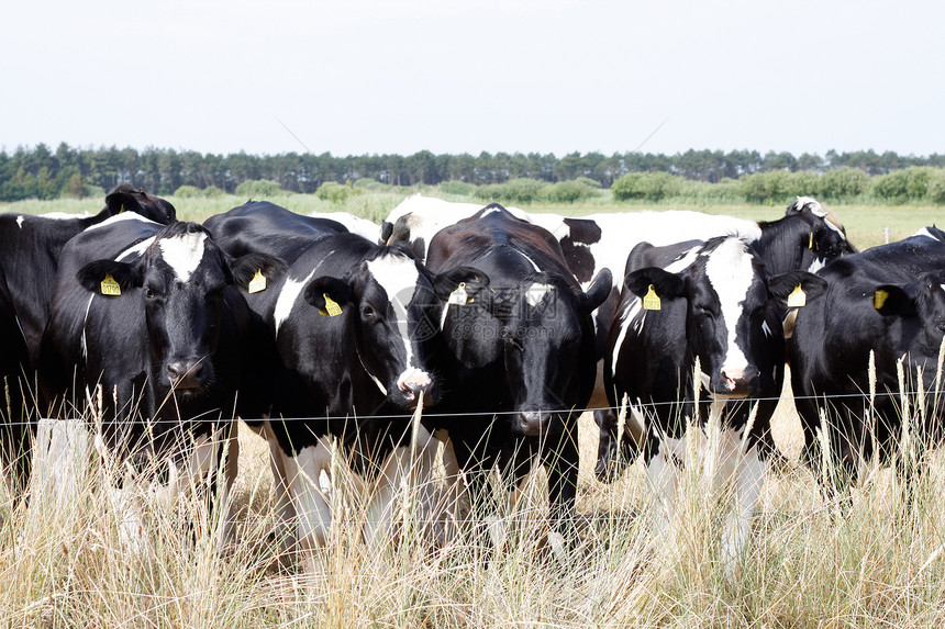奶牛蓝色小牛国家农村牛奶哺乳动物天空动物奶制品牧场图片