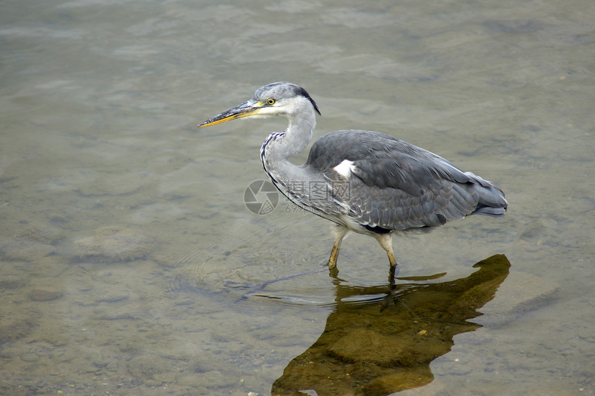 加拿大河水的Heron身体波浪翅膀新手池塘打猎新音阶羽毛大道海浪图片