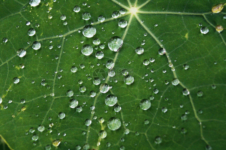 降雨植物水平宏观天体液体天气雨滴叶子环境圆形图片