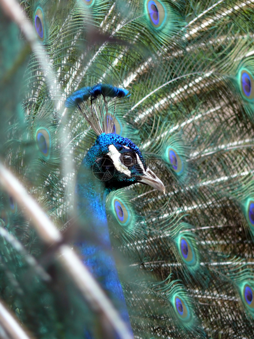 孔雀羽毛生活荒野鸡冠花波峰形目蓝色野生动物男性动物园图片