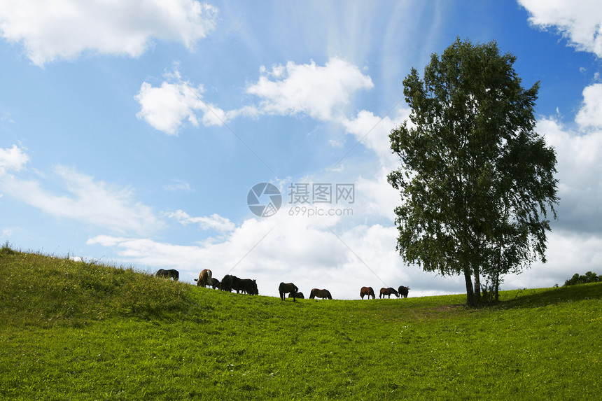 马马放牧场地马术天空马匹绿色棕色图片