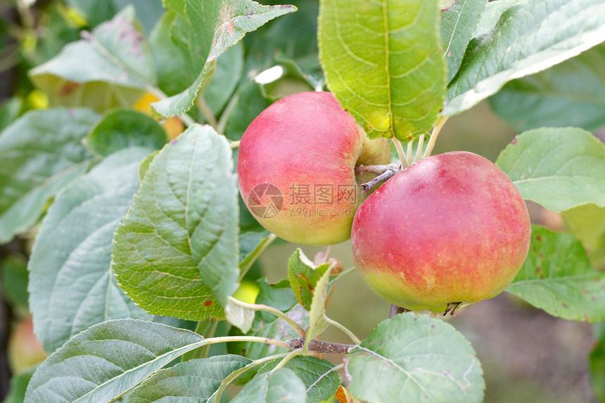 苹果院子植物收成食物饮食生长农场收获营养季节图片