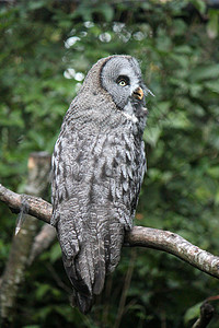 树枝上的猫头鹰翅膀灰色眼睛野生动物羽毛背景图片