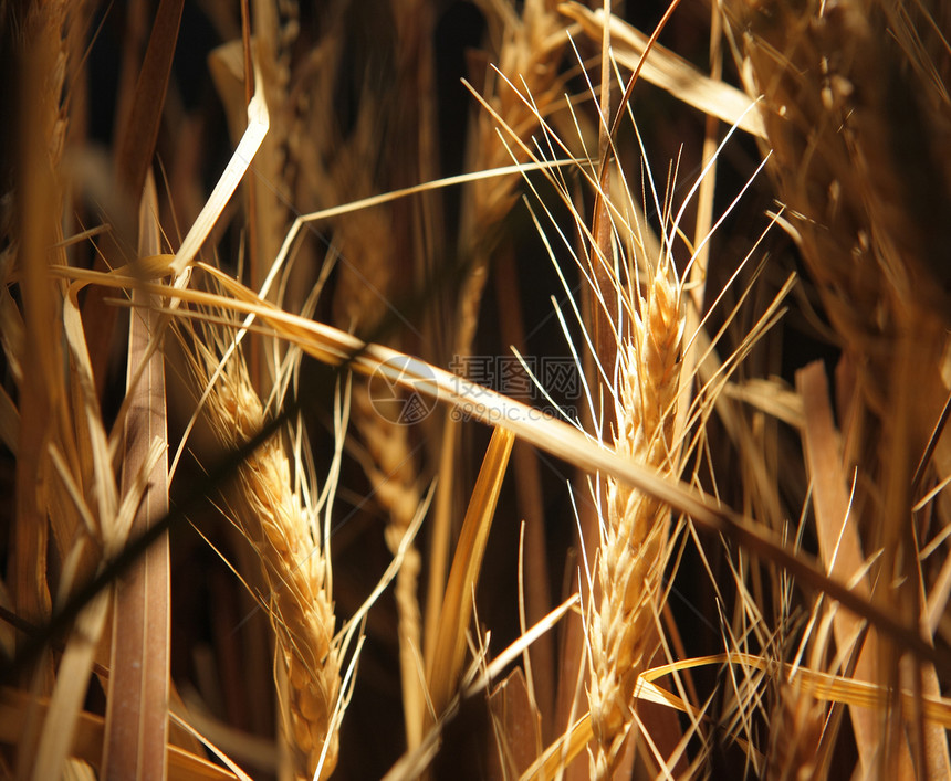 小麦收成季节黄色食物草地谷物稻草农业种子粮食图片