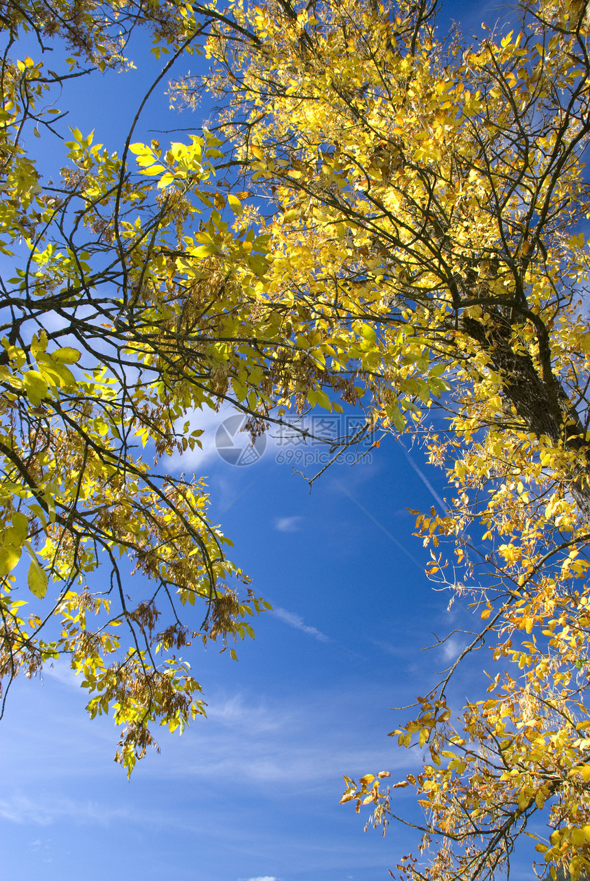 秋季蓝色季节木头山脉阳光树叶绿色树木森林黄色图片