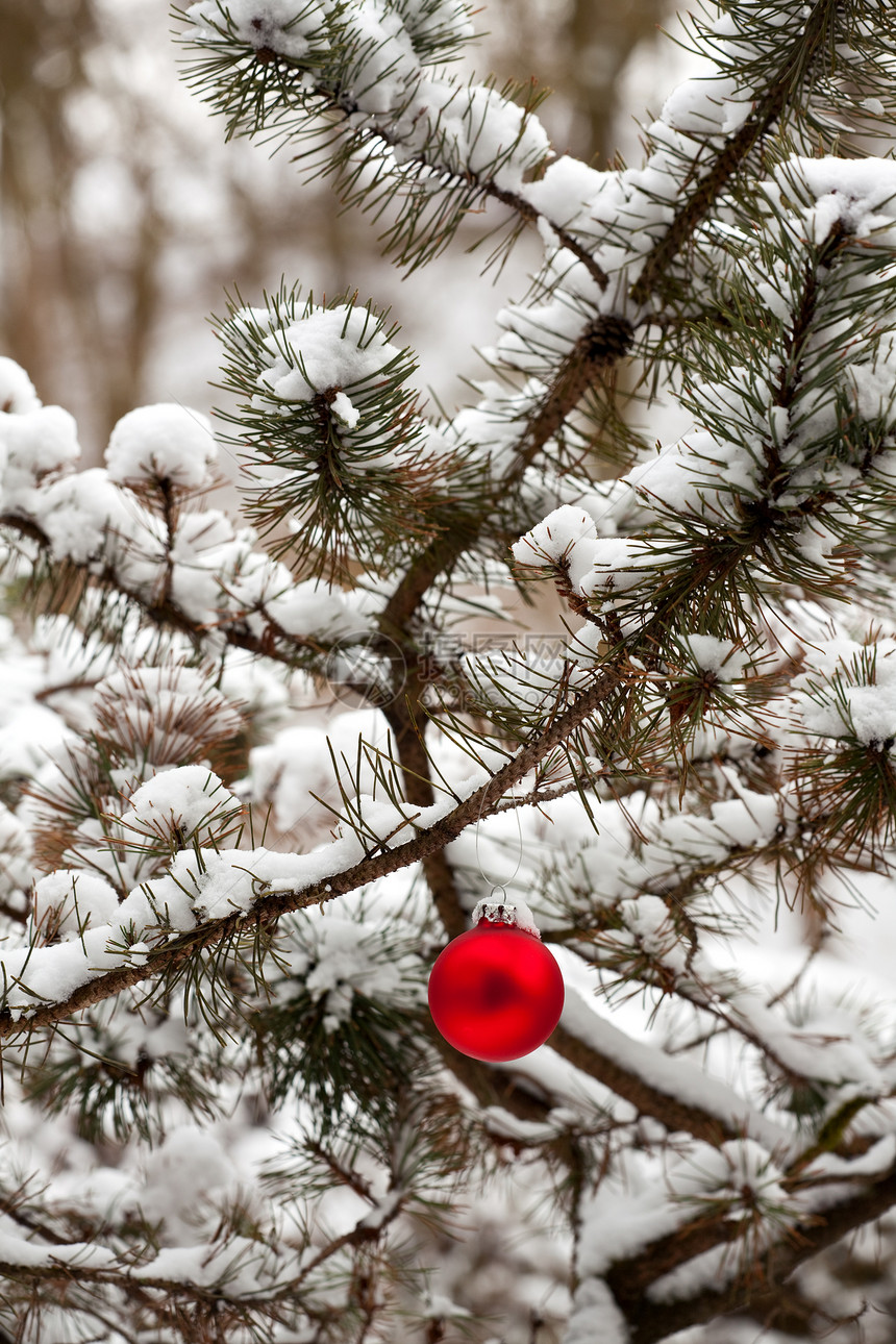 户外红色圣诞节云杉装饰品丝带雪花反射白色活力图片