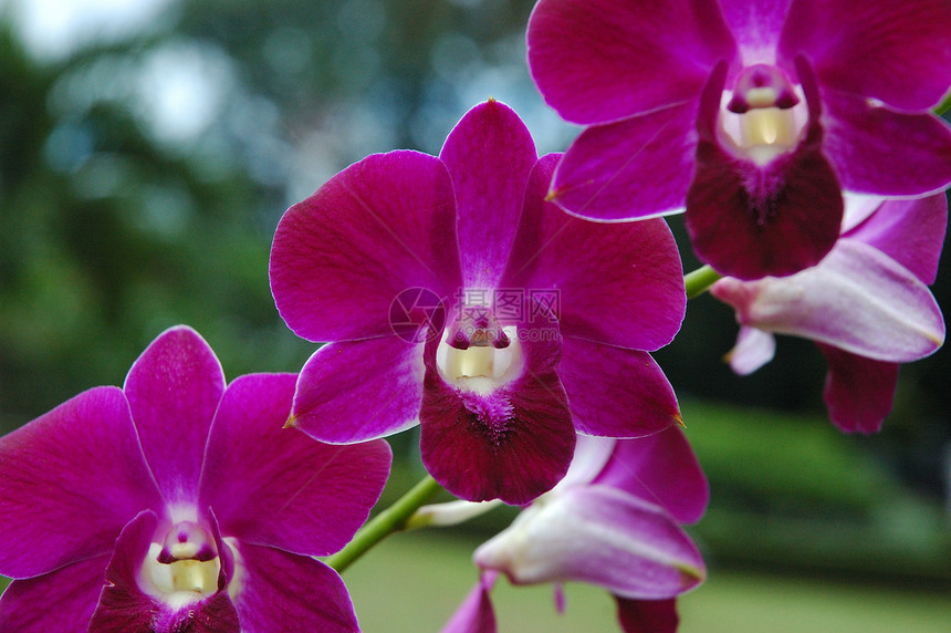 紫兰花紫色植物美丽热带兰花花朵植物学图片