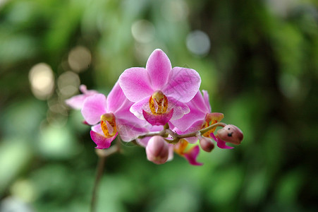 粉红色兰花植物植物学花朵美丽热带粉色背景图片