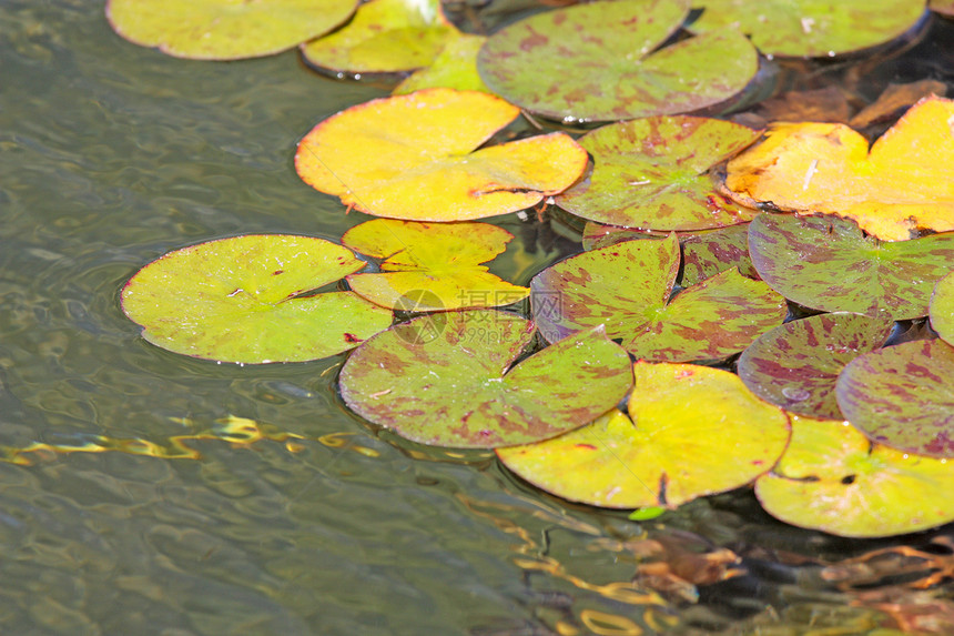 美丽的水百合花朵公园园艺宏观热带植物荒野叶子树叶水池图片