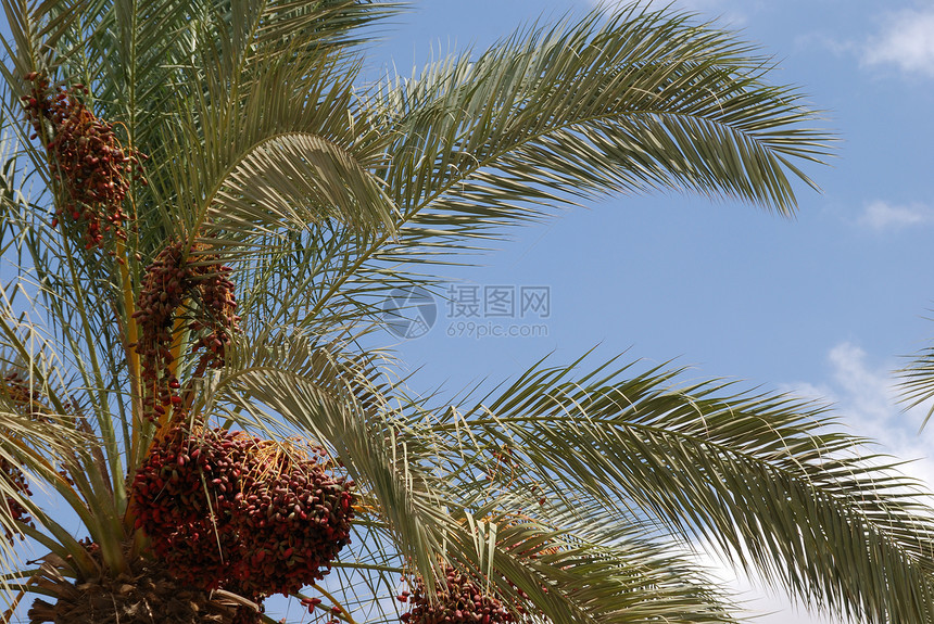 热带热带夏季植物活力季节阳光天空气候蓝色叶子绿色棕榈图片
