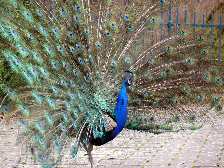 美丽孔雀组织波峰羽毛动物园生活鸡冠花蓝色形目尾巴男性野生动物图片
