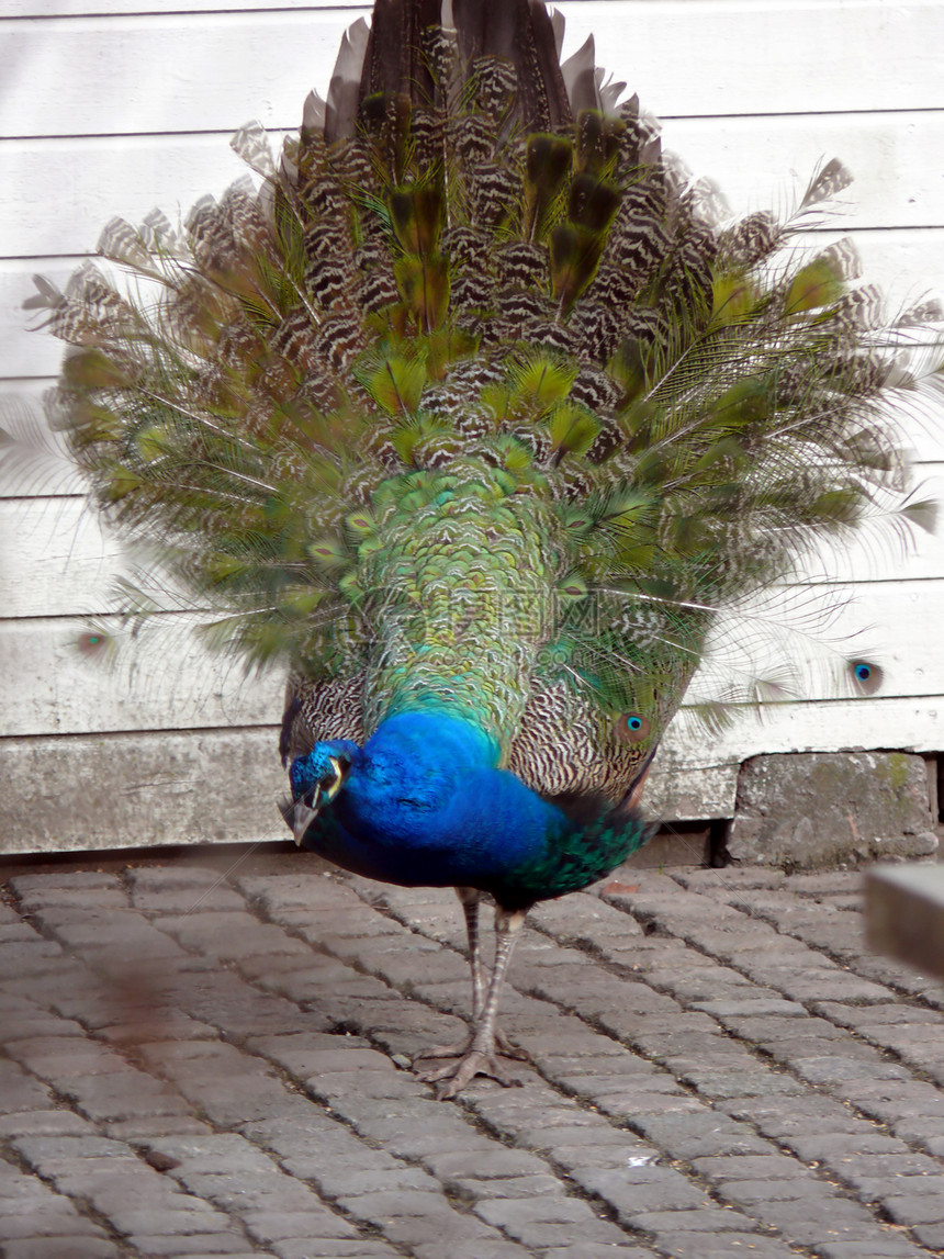 孔雀步行动物园蓝色波峰支撑鸡冠花荒野男性野生动物尾巴形目图片