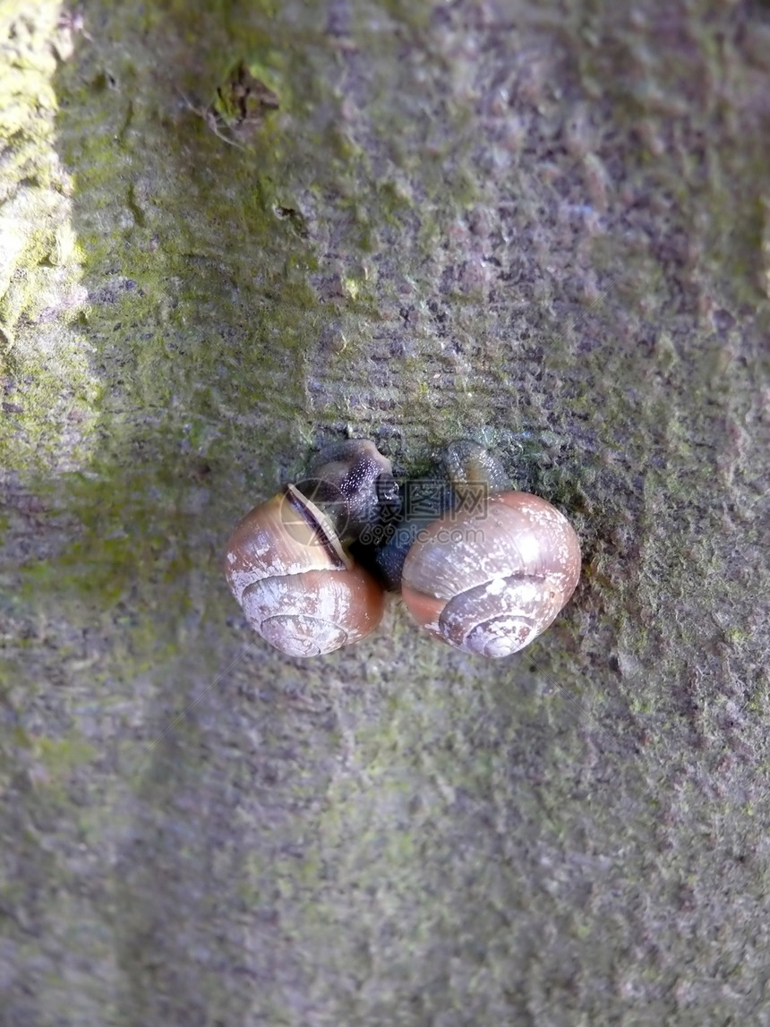 树中丝钉邮政花园动物群生物学蜗牛森林耳蜗木头螺旋孤独图片