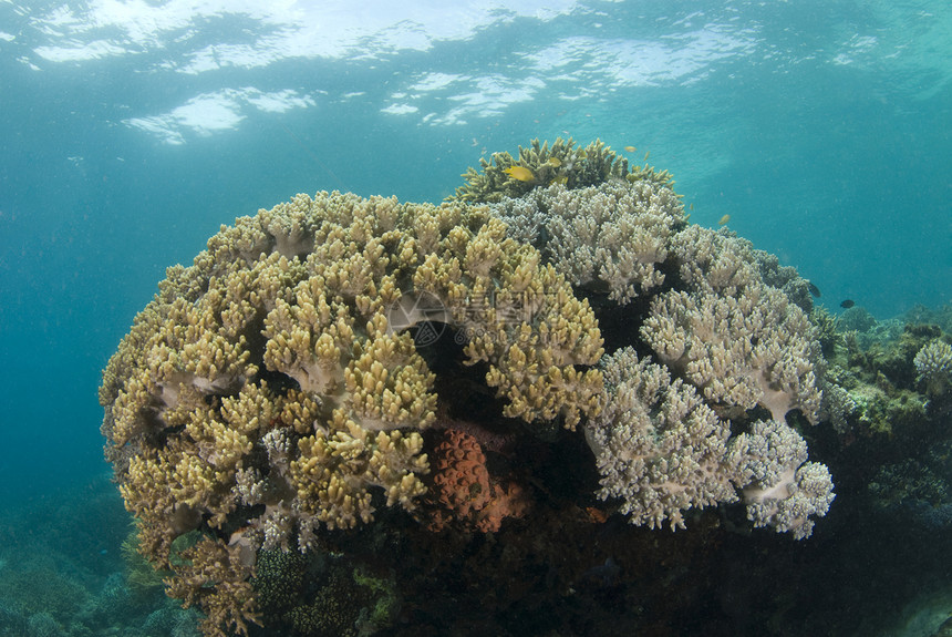 菲律宾珊瑚海头图片
