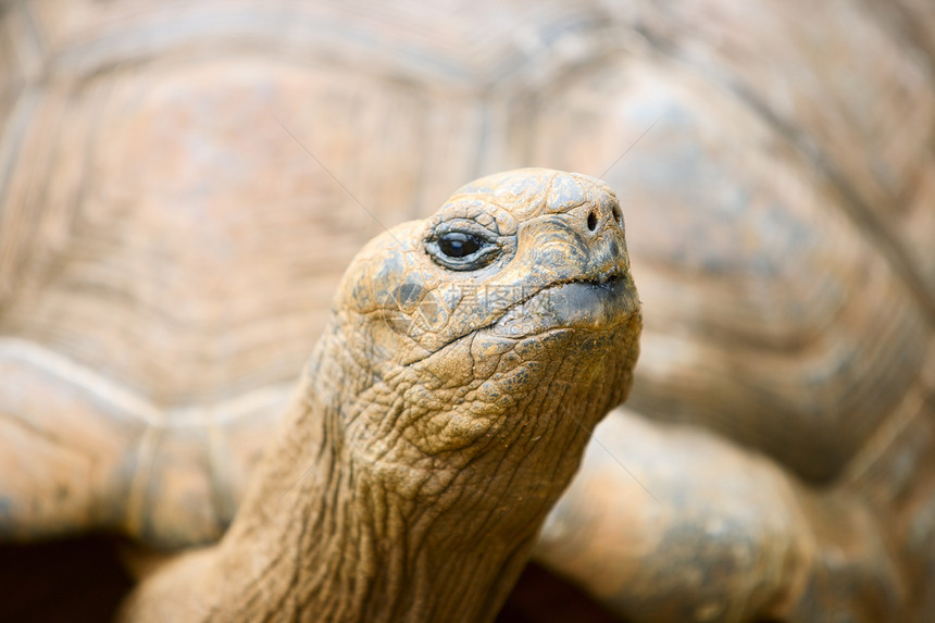 巨海龟旅行野生动物动物爬虫乌龟动物园热带荒野宏观动物学图片