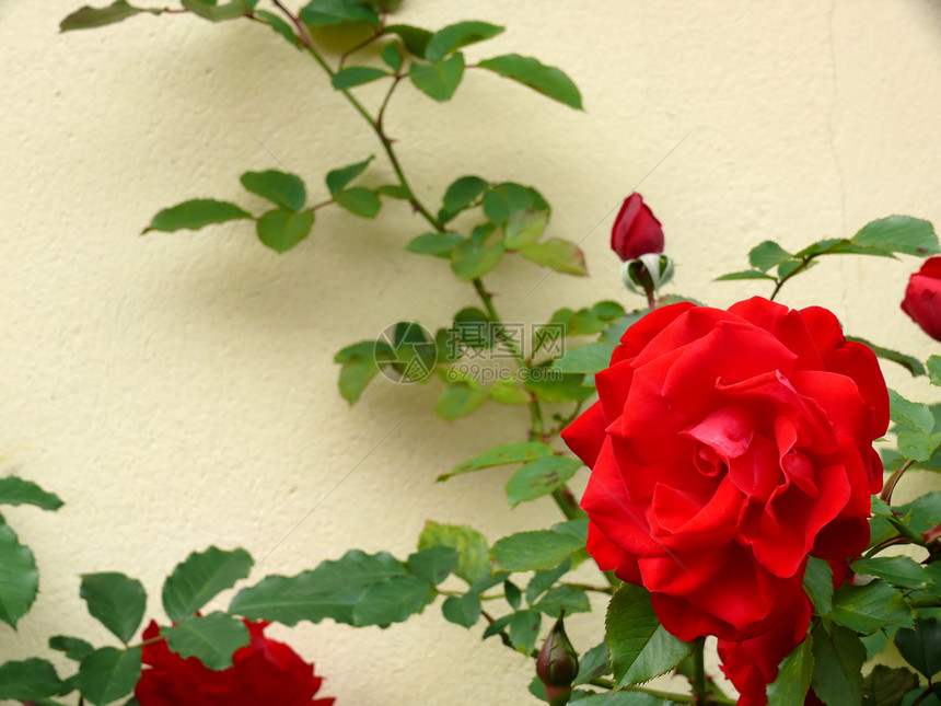红玫瑰花店花园展示花瓣芙蓉植物群惊喜植物植物学礼物图片
