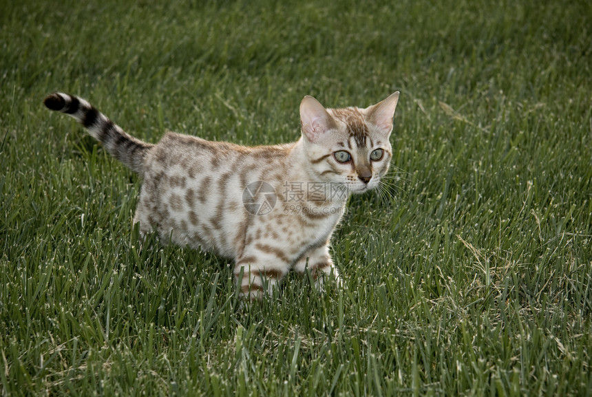 小叮当小猫猫科院子猫咪虎斑草地胡须动物花园宠物婴儿图片