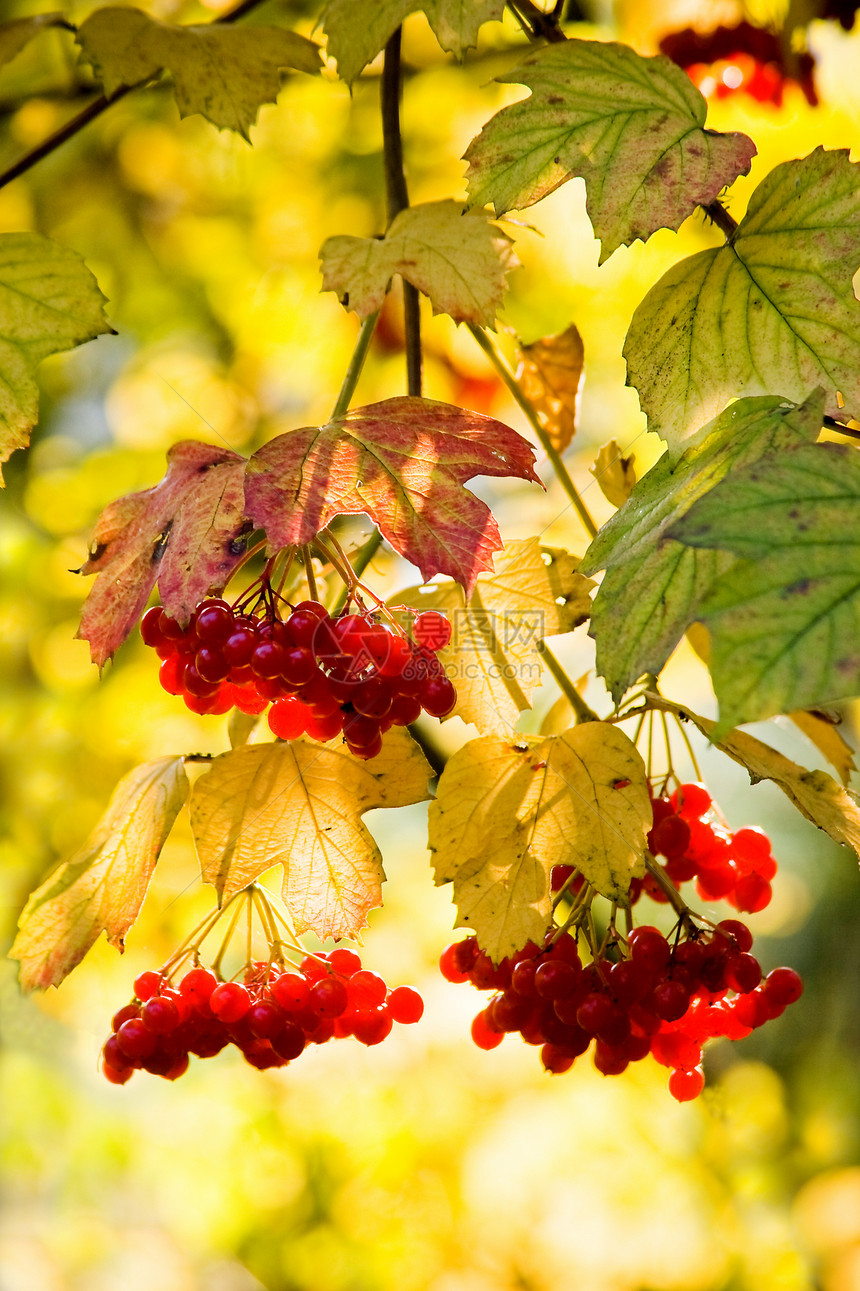 吉德尔玫瑰或雪球树长老季节性衬套浆果季节树皮红色树叶图片