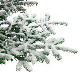 圣诞树绿色下雪水平松树摄影背景图片