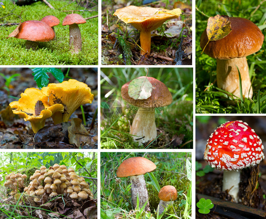 林林蘑菇套图片
