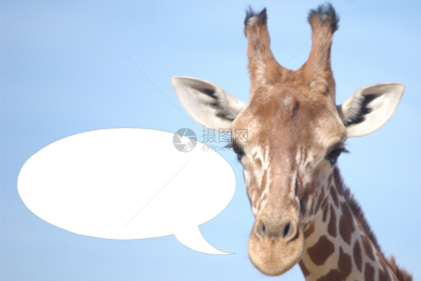 说话的吉拉菲气泡哺乳动物演讲动物园图片