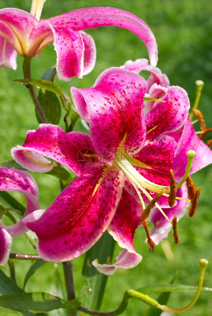 粉红百合工作室花粉植物学粉色宏观绿色植物温泉叶子花瓣图片