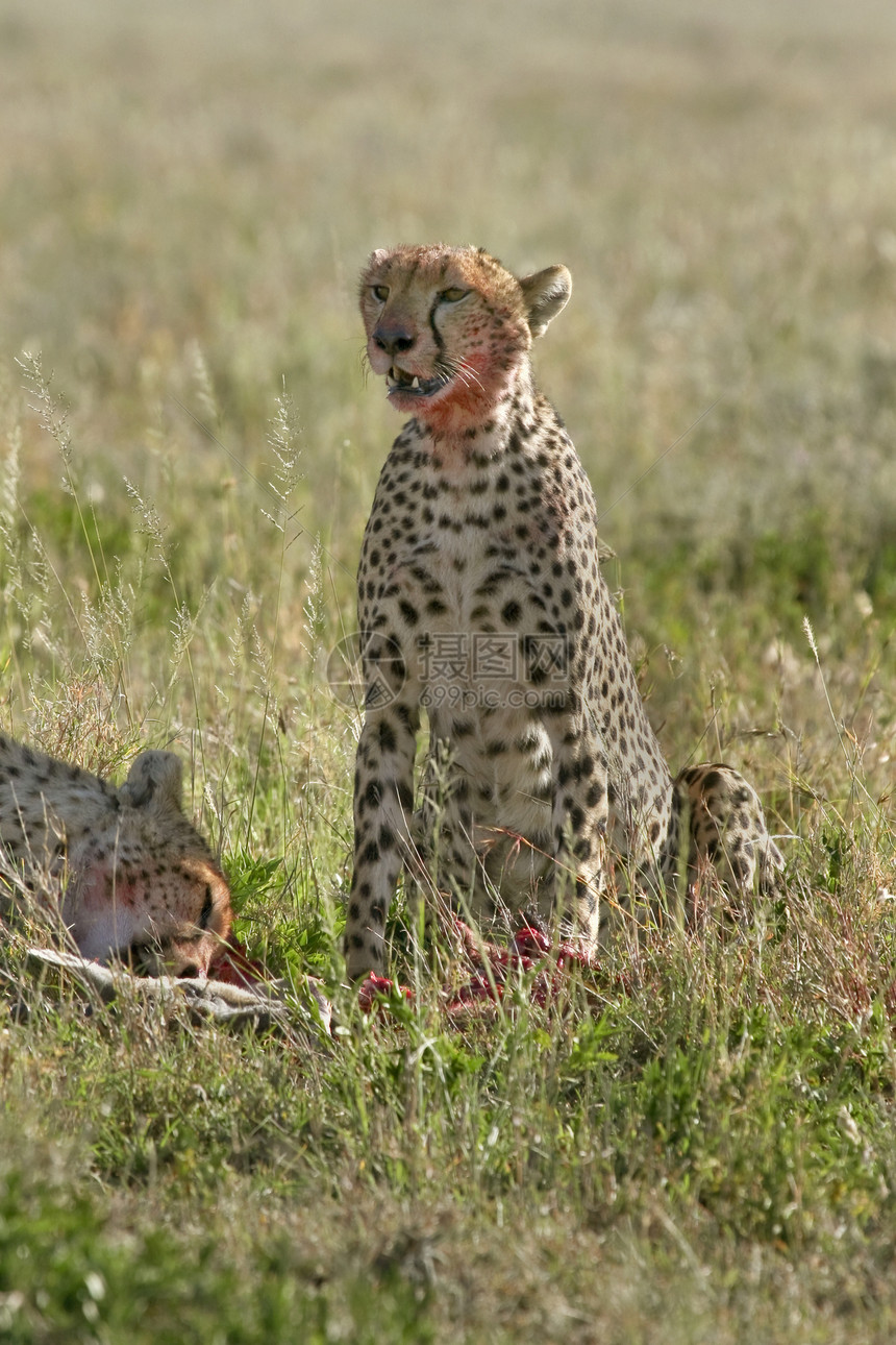 Cheetah Cinonnyx十月刊猎物食物野生动物假期场地动物猎豹捕食者图片