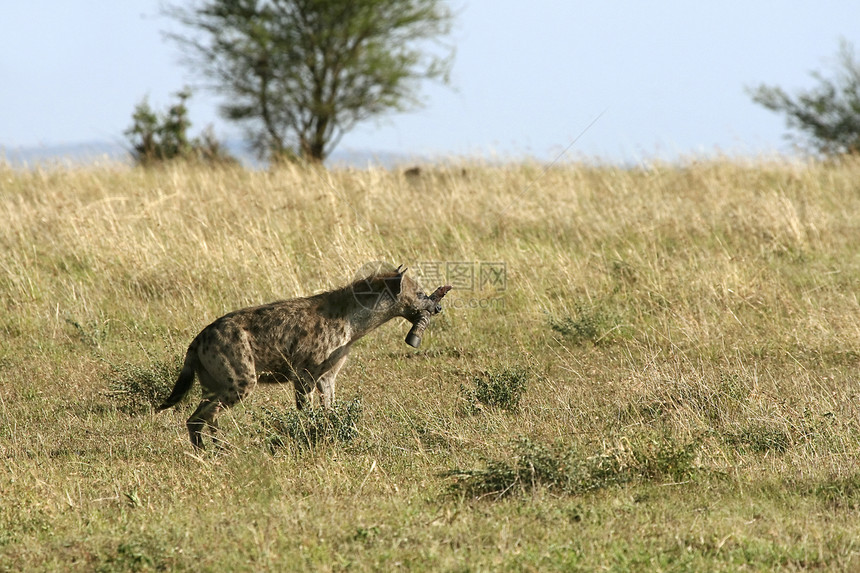 斑点土狼动物假期鬣狗捕食者野生动物场地图片