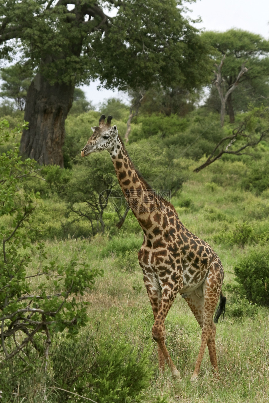 Giraffe 吉拉法卡梅罗帕达里斯场地动物假期野生动物图片