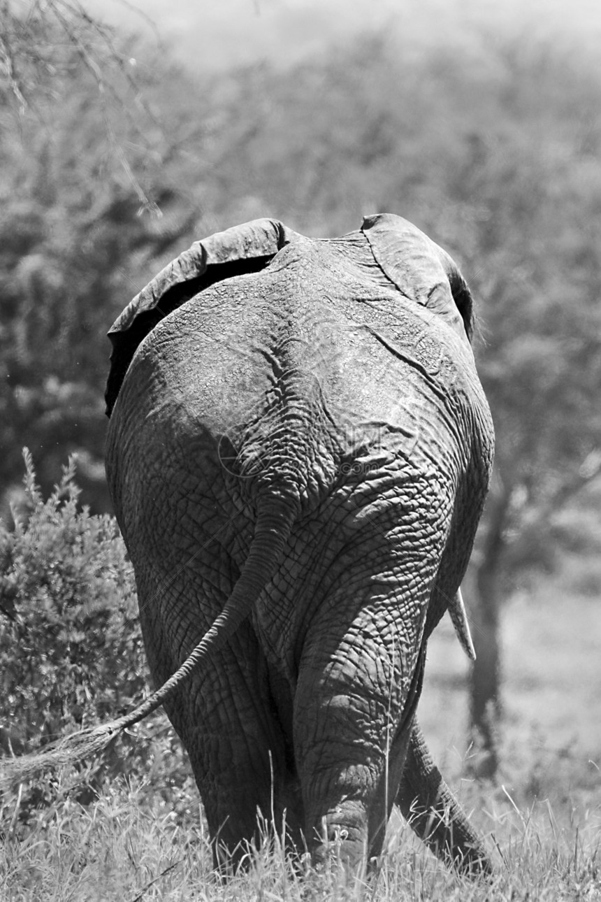 大象非洲大象动物场地象牙野生动物假期图片