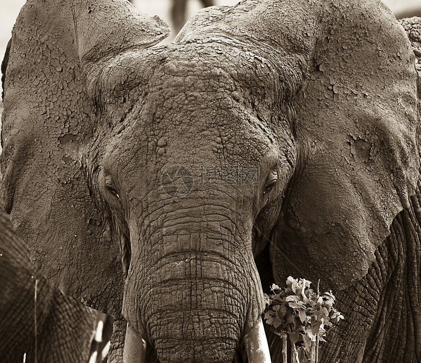 大象非洲大象野生动物场地动物象牙假期图片