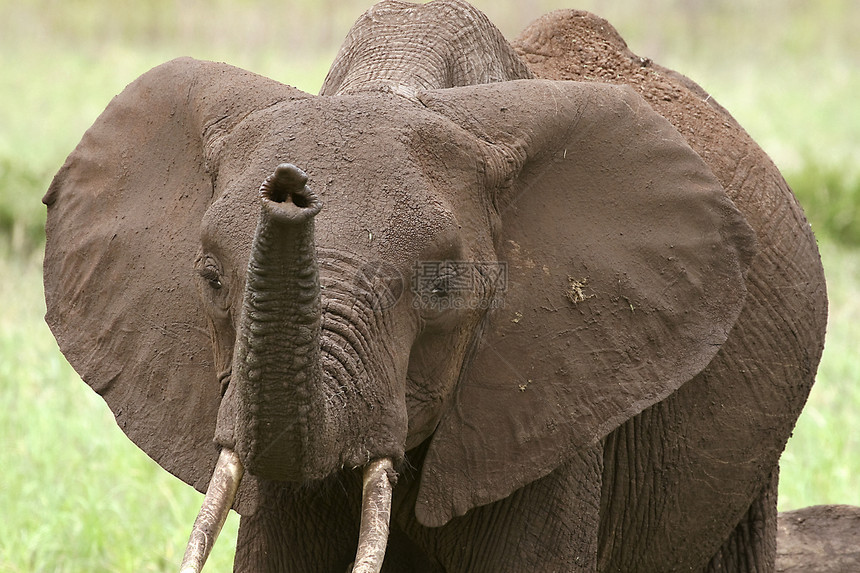 大象非洲大象动物假期场地野生动物象牙图片