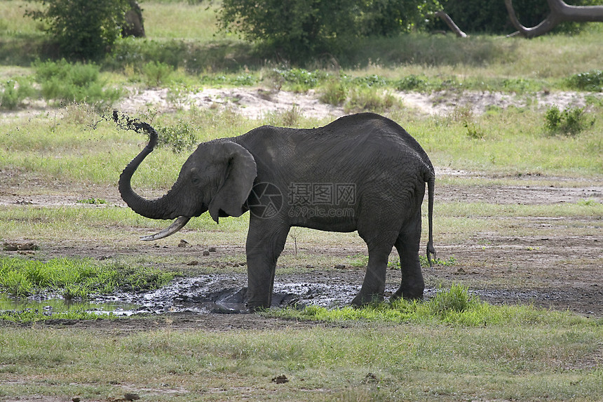 大象非洲大象象牙假期野生动物动物场地图片