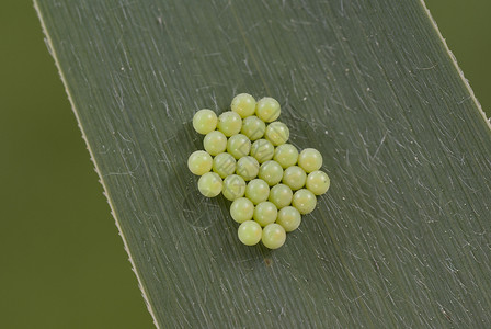 动物卵绿色植物昆虫幼虫宏观绿色形式叶子背景图片