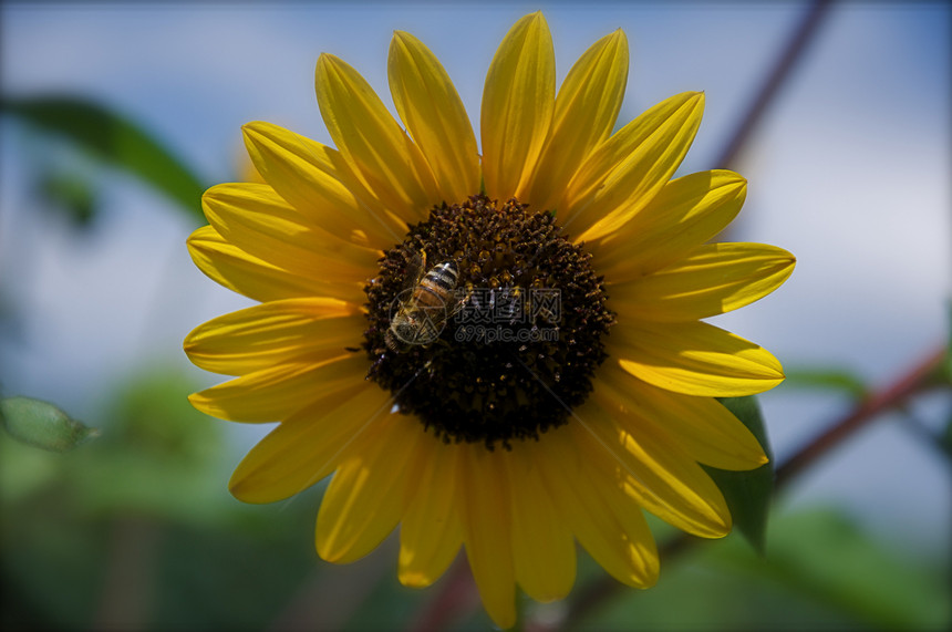向日葵上的蜜蜂黄色翅膀植物群水平昆虫花园花瓣宏观漏洞绿色图片