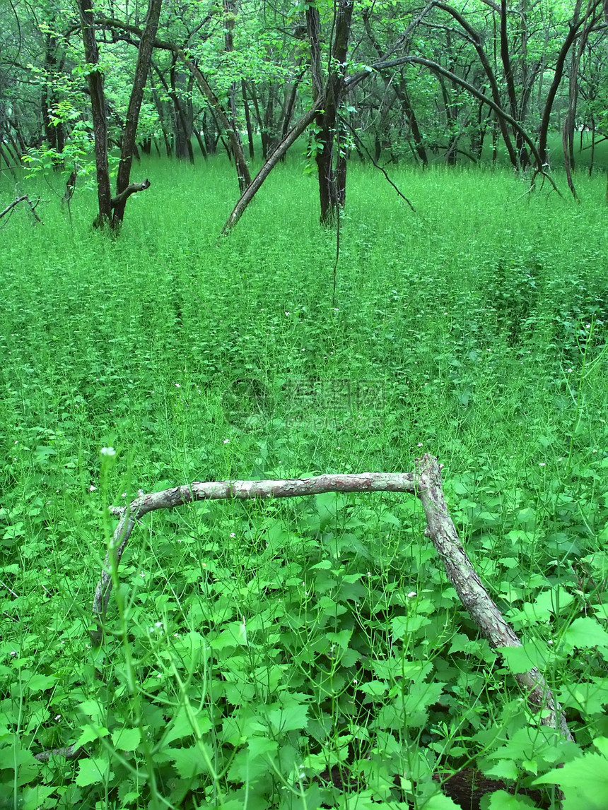 伊利诺伊州荒野植物群森林土地植被国家生态型弹簧黑鹰农村图片