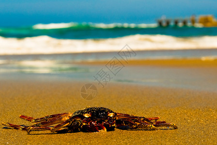 螃蟹在沙滩上海岸线海滩海岸海洋支撑背景图片