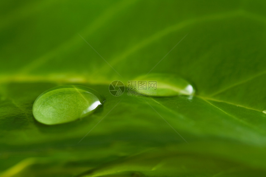 水滴植物宏观自然叶子绿色图片
