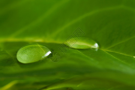 水滴植物宏观自然叶子绿色背景图片