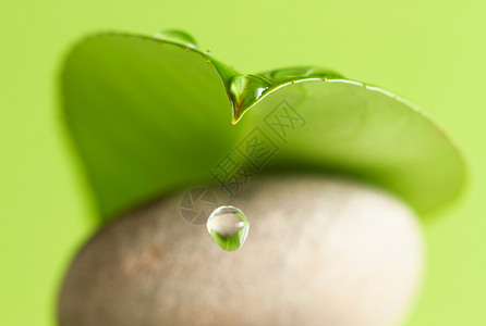 水滴自然植物叶子石头宏观绿色背景图片