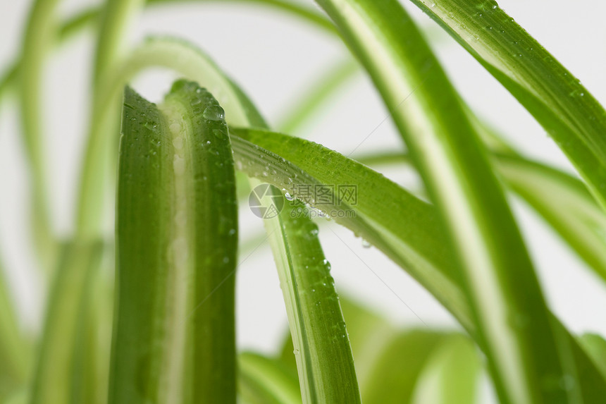 水滴绿色植物宏观自然叶子图片