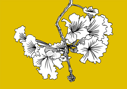 树花白色黄色插图黑色花朵分支机构背景图片
