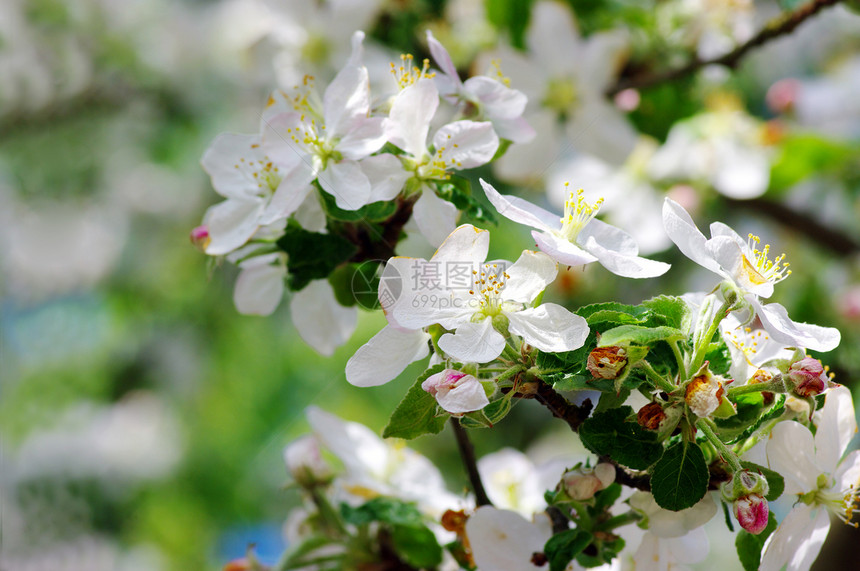 苹果树开花 苹果花贴近花园生长花瓣叶子农场植物园艺植被水果果园图片